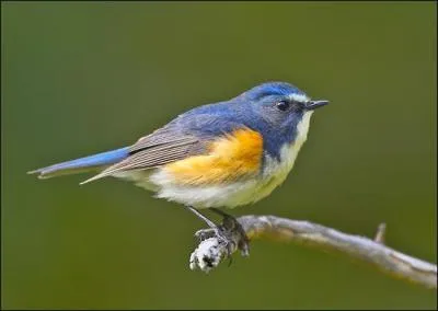  Chaque anne, le rossignol revt des plumes neuves, mais il garde sa chanson.  