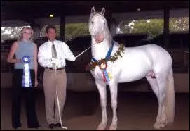Les frisons blancs existent-ils ?