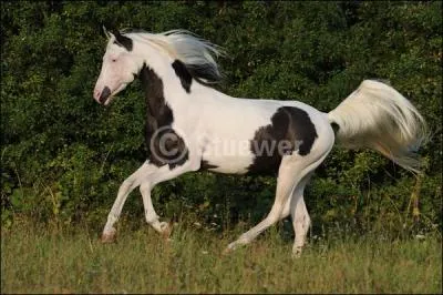 Le galop en arrire existe-t-i ?