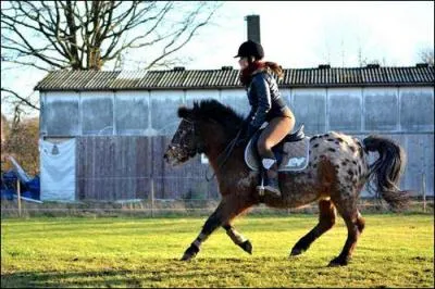 Quelle est la couleur de la robe de ce poney ?