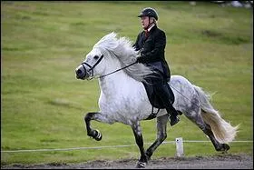 Quelle est la particularit des poneys de race Isllandaise ?