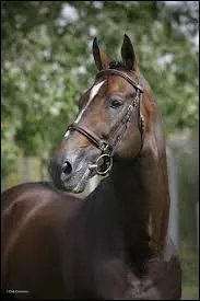 Qui est ce cheval ?