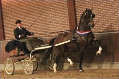 Quelles sont la race et la couleur de la robe de ce cheval ?