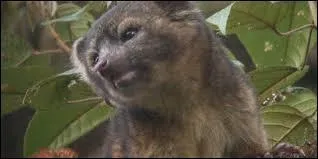 Quel est cet animal, cousin des ursids ?