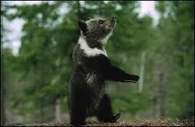 Ce petit ours porte sur son pelage un accessoire qui lui vaut son nom :