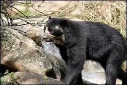 Cet ours aussi est particulier, regardez son pelage ; on en conclut que c'est un ours  :