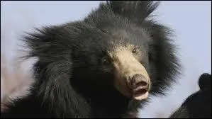 Celui-ci, reconnaissable  sa fourrure, est l'ours :