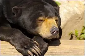 Quel est l'autre nom de l'ours des cocotiers ?