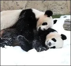 Ces deux pandas ont t prts  un parc zoologique franais par la Chine. Ce parc zoologique franais est class dans les 15 plus beaux zoos du monde, quel est son nom ? 