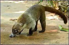 Les coatis, les ratons laveurs et les olingos sont des cousins des ursids; pourtant, ils ne leurs ressemblent pas. Alors, pourquoi sont-ils leurs cousins ?