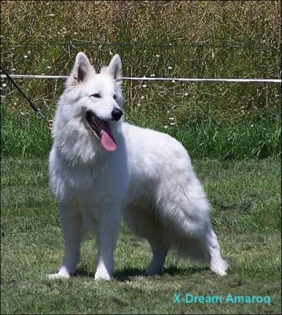 A quelle race appartient ce chien?