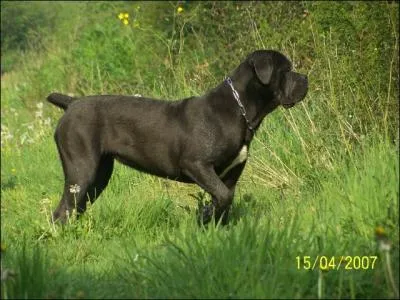 A quelle race appartient ce chien?