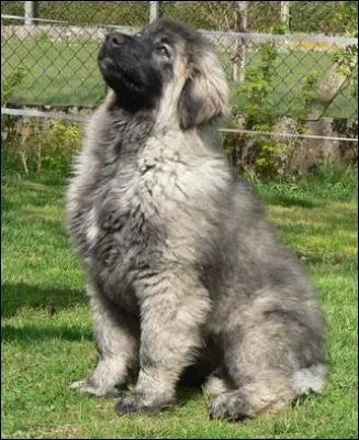 Quel est le nom de cette race de chien, qui est l'animal national de la République de Macédoine ?