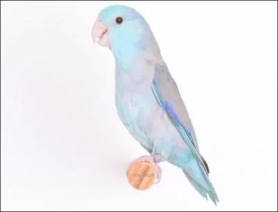 Quel est cet oiseau ?