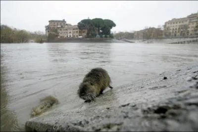 Ca fait dj longtemps qu'on peut l'observer le long des cours d'eau europens, vous l'avez bien sr reconnu, c'est le castor !