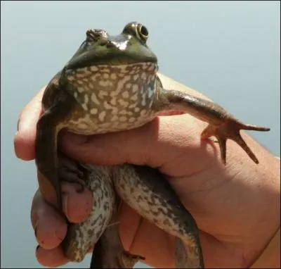 Vous n'allez tout de mme pas prtendre que vous ne le reconnaissez pas, c'est le crapaud buffle bien sr, qui envahit doucement la France !