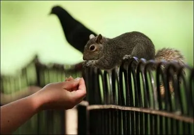 Il a l'air mignon comme tout, cet cureuil gris d'Amrique, pourtant il pose dj de gros problmes en Grande-Bretagne, et bien entendu il est dj prsent un peu partout en France, ae !
