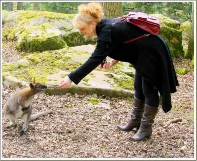 On ne peut pas encore vraiment parler d'invasion, pourtant je vous le dis, il y a des wallabies en fort de Rambouillet !