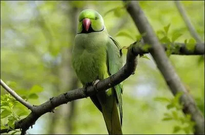 Ils sont trs jolis, mais ils commencent  devenir envahissants, ce sont les aras d'Amrique du Sud, videmment !