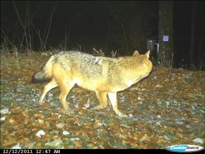 Qui l'eut cru, il y a des chacals sauvages en Europe !