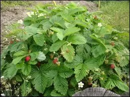 Quel est cet arbre ?