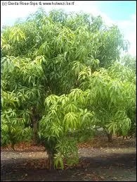 Quel est cet arbre ?