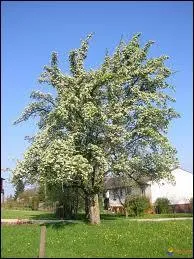 Quel est cet arbre ?