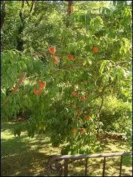 Quel est cet arbre ?