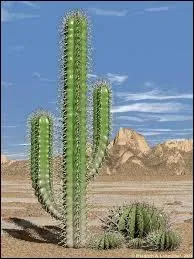 Quel est cet arbre ?