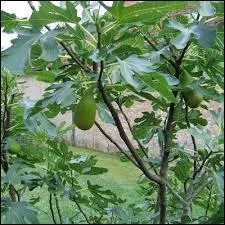 Quel est cet arbre ?