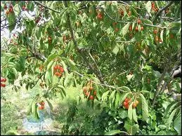 Quel est cet arbre ?