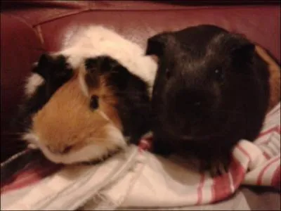 Quels sont ces animaux ?