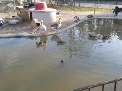 Combien y a-t-il d'oiseaux ?