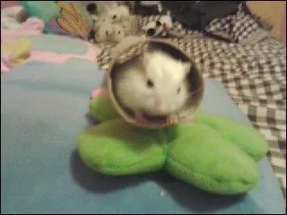 Quel est cet animal ?