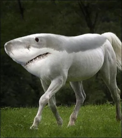 Et sur cette photo ?