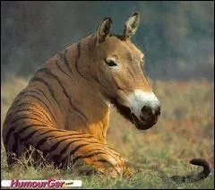 Cet animal avec qui il a t mlang est aussi prsent dans la question 6, lequel ?