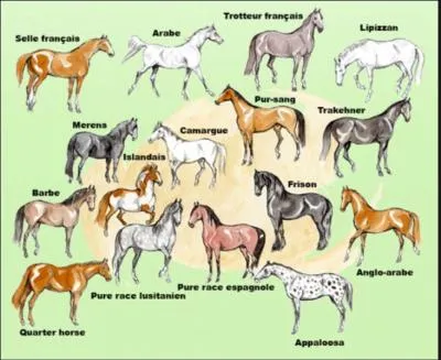 Combien de races existe-t-il dans le monde ?