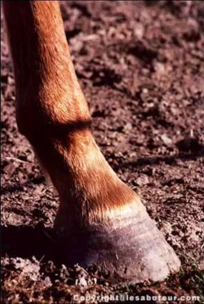 Quel produit utilise-t-on pour entretenir les sabots des chevaux ?