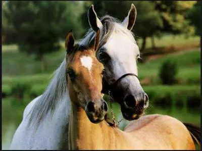 Quelle race n'existe pas ?