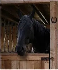 Comment s'appelle le cheval d'Amy ?