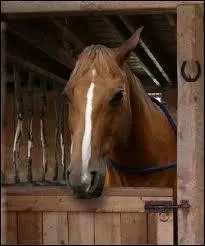 Comment s'appelle le cheval de Mallory ?