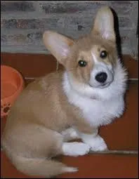 Le plus connu des canids est videment le chien. Connaissez-vous celui-ci ? C'est le chien prfr de la reine d'Angleterre , d'ailleurs elle en possde huit. Qui est-il ?