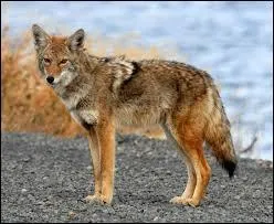 Quel(s) continent(s) les coyotes occupent-ils ?