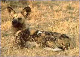 Il est galement appel chien sauvage. Ce canid vit en Afrique, trs dur  apercevoir. C'est un trs bon chasseur. Qui est-il ?