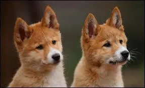 Aprs une gestation de 63 jours, combien de petits dingos une femelle met-elle gnralement au monde ?