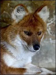 On l'appelle galement chien sauvage d'Asie, chien rouge ou encore chien sauvage indien, mais son nom le plus connu est le ''dhole''. Quelle taille mesure sa queue ?