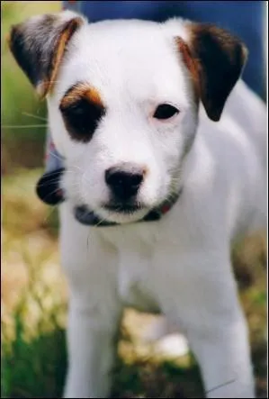 Combien de races de chiens sont homologues par la fdration cynologique internationale FCI ?