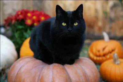 Pourquoi les chats mangent-ils de l'herbe ?