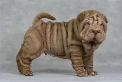 Quelle alimentation est la meilleure pour combattre le dpt de tartre dentaire chez le chien ?