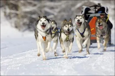 Que commmore la course de chiens de traneaux  Iditarod  en Alaska ?
